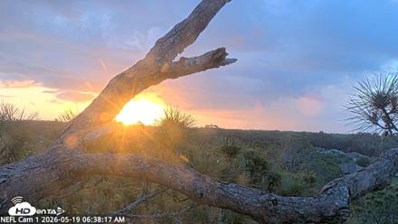 NE Florida Eagles Live Webcam - May 19, 2026, 6:39am EDT