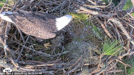 NE Florida Eagles Live Webcam - Sep 16, 2026, 8:22am EDT