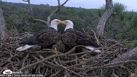 NE Florida Eagles Live Webcam - Oct 9, 2026, 7:01pm EDT
