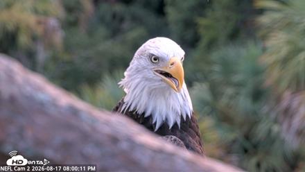 NE Florida Eagles Live Webcam - Aug 17, 2026, 8:00pm EDT