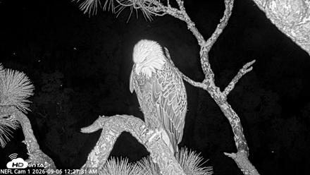 NE Florida Eagles Live Webcam - Sep 6, 2026, 12:28am EDT