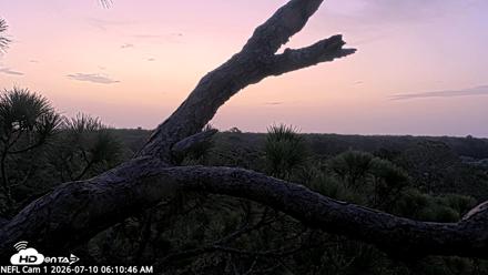NE Florida Eagles Live Webcam - Jul 10, 2026, 6:12am EDT