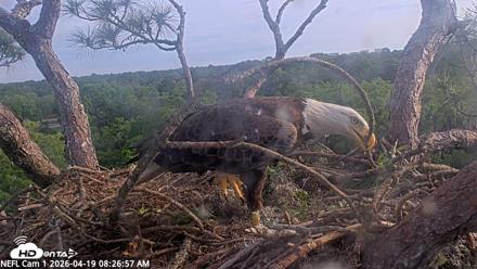 NE Florida Eagles Live Webcam - Apr 19, 2026, 8:27am EDT