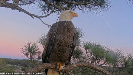 NE Florida Eagles Live Webcam - Nov 11, 2025, 5:33pm EST