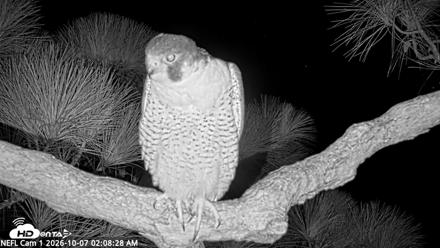 NE Florida Eagles Live Webcam - Oct 7, 2026, 2:09am EDT