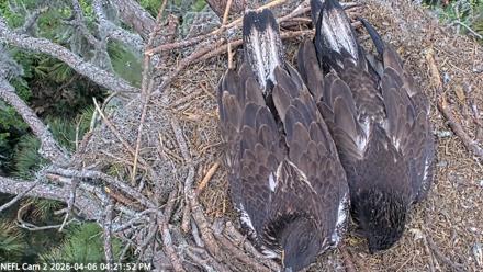 NE Florida Eagles Live Webcam - Apr 6, 2026, 4:34pm EDT