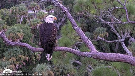 NE Florida Eagles Live Webcam - Aug 19, 2026, 8:09pm EDT