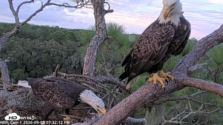NE Florida Eagles Live Webcam - Sep 3, 2026, 7:33pm EDT
