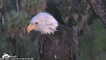 NE Florida Eagles Live Webcam - Sep 14, 2026, 6:48am EDT