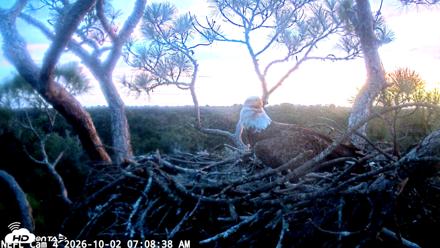 NE Florida Eagles Live Webcam - Oct 2, 2026, 7:09am EDT