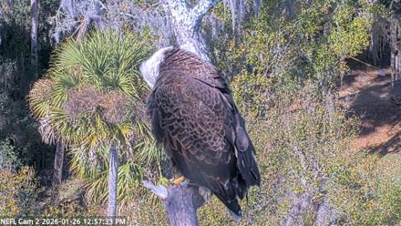 NE Florida Eagles Live Webcam - Jan 26, 2026, 12:58pm EST