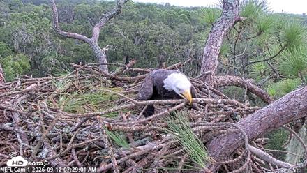 NE Florida Eagles Live Webcam - Sep 12, 2026, 7:30am EDT
