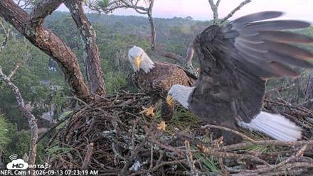 NE Florida Eagles Live Webcam - Sep 13, 2026, 7:24am EDT
