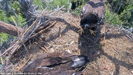 NE Florida Eagles Live Webcam - Apr 5, 2026, 3:06pm EDT