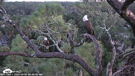 NE Florida Eagles Live Webcam - Sep 5, 2026, 6:45am EDT