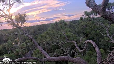 NE Florida Eagles Live Webcam - Jun 11, 2026, 7:41pm EDT