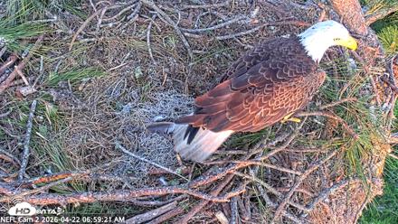 NE Florida Eagles Live Webcam - Apr 22, 2026, 7:00am EDT