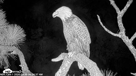 NE Florida Eagles Live Webcam - Sep 30, 2026, 6:25am EDT