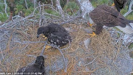 NE Florida Eagles Live Webcam - Feb 11, 2026, 1:38pm EST