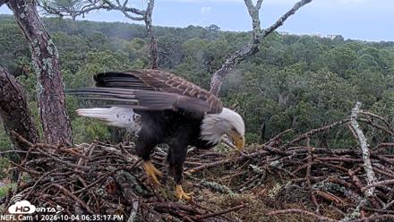 NE Florida Eagles Live Webcam - Oct 4, 2026, 6:36pm EDT