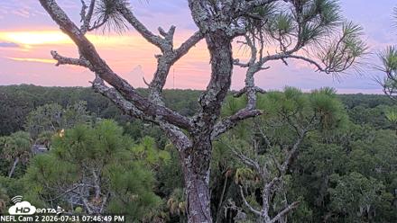 NE Florida Eagles Live Webcam - Jul 31, 2026, 7:47pm EDT