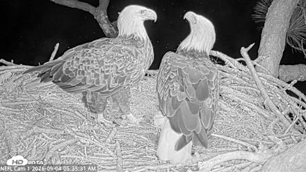 NE Florida Eagles Live Webcam - Sep 4, 2026, 5:36am EDT