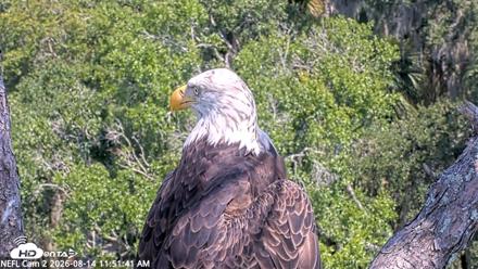 NE Florida Eagles Live Webcam - Aug 14, 2026, 11:52am EDT