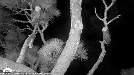 NE Florida Eagles Live Webcam - Oct 14, 2026, 6:25am EDT