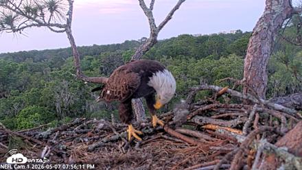 NE Florida Eagles Live Webcam - May 7, 2026, 7:57pm EDT