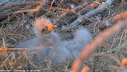 NE Florida Eagles Live Webcam - Jan 6, 2026, 5:29pm EST