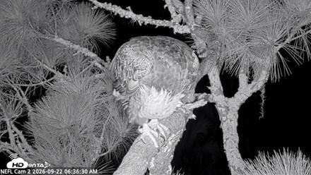 NE Florida Eagles Live Webcam - Sep 22, 2026, 6:37am EDT