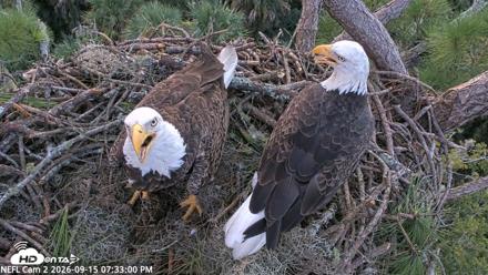 NE Florida Eagles Live Webcam - Sep 15, 2026, 7:34pm EDT