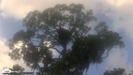NE Florida Eagles Live Webcam - Aug 12, 2026, 12:37pm EDT