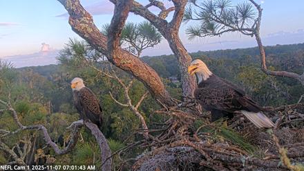 NE Florida Eagles Live Webcam - Nov 7, 2025, 7:02am EST