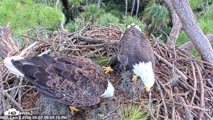 NE Florida Eagles Live Webcam - Sep 7, 2026, 7:00pm EDT