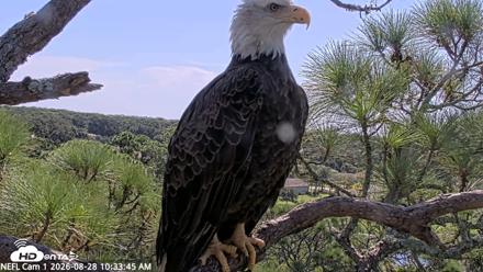 NE Florida Eagles Live Webcam - Aug 28, 2026, 10:34am EDT