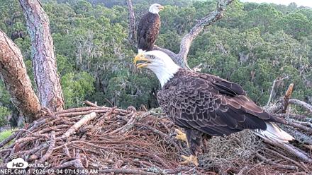 NE Florida Eagles Live Webcam - Sep 4, 2026, 7:21am EDT