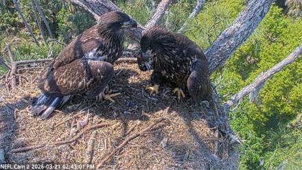 NE Florida Eagles Live Webcam - Mar 21, 2026, 2:43pm EDT