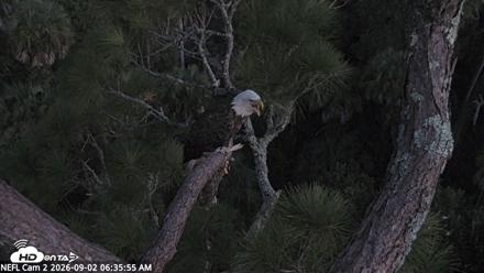 NE Florida Eagles Live Webcam - Sep 2, 2026, 6:36am EDT
