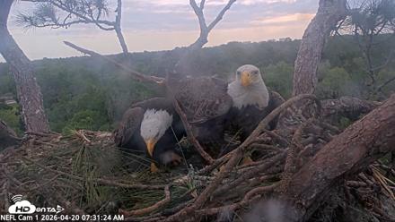 NE Florida Eagles Live Webcam - Apr 20, 2026, 7:32am EDT