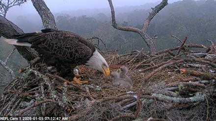 NE Florida Eagles Live Webcam - Jan 5, 2026, 7:13am EST