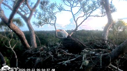 NE Florida Eagles Live Webcam - Sep 22, 2026, 6:55am EDT