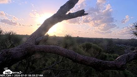 NE Florida Eagles Live Webcam - Jul 1, 2026, 7:00am EDT