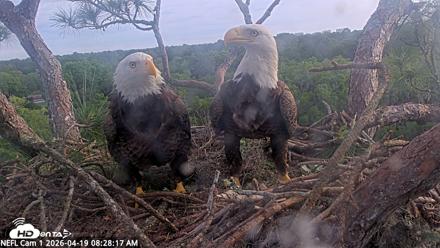 NE Florida Eagles Live Webcam - Apr 19, 2026, 8:29am EDT