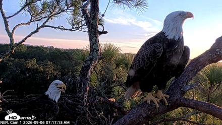 NE Florida Eagles Live Webcam - Sep 6, 2026, 7:18am EDT
