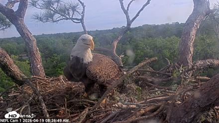NE Florida Eagles Live Webcam - Apr 19, 2026, 8:27am EDT