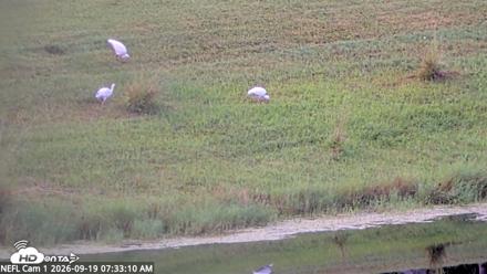 NE Florida Eagles Live Webcam - Sep 19, 2026, 7:34am EDT