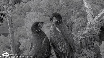 NE Florida Eagles Live Webcam - Apr 11, 2026, 7:45pm EDT