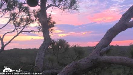 NE Florida Eagles Live Webcam - Jun 30, 2026, 6:17am EDT
