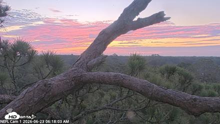 NE Florida Eagles Live Webcam - Jun 23, 2026, 6:19am EDT